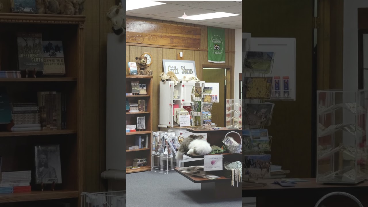 Retail Shop Sale Elan Miracle Sector 84 Gurgaon +91 9811022205 