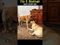 What a happy dog #foryou #funny #pets #funnymoments #cute #dog #puppy #cutedog #funnytiktok #doglife