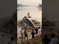 A Mysterious Fish Monster Legend You Won’t Forget