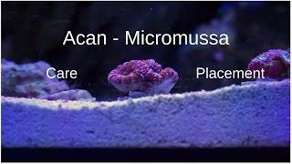 Acan Micromussa (Acan Lords) Care and Placement