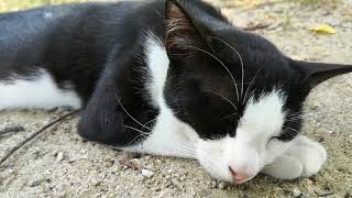 暑すぎて野良猫達は日陰でグッタリ寝ています。
