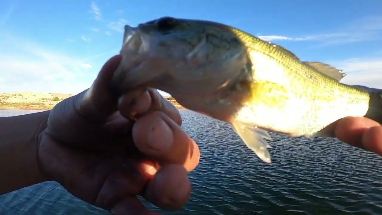 Lake Mead Bass Fishing