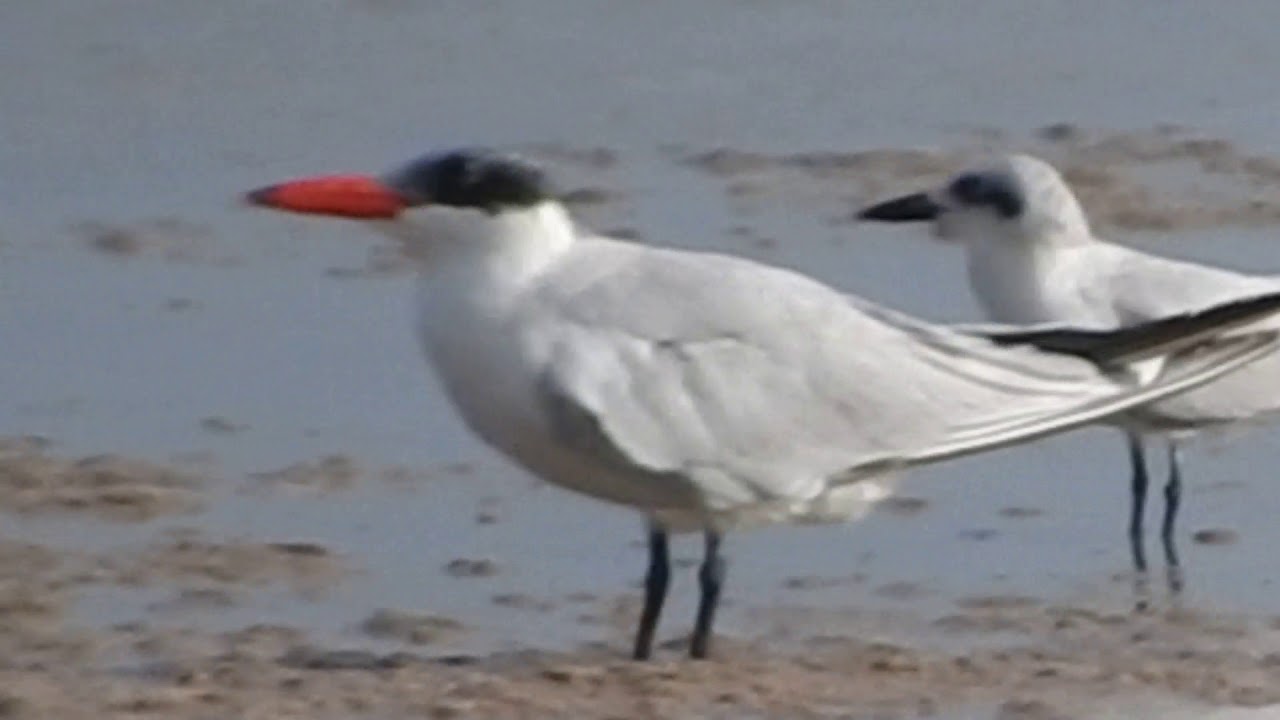 Caspian Tern & Gull-billed Terns 