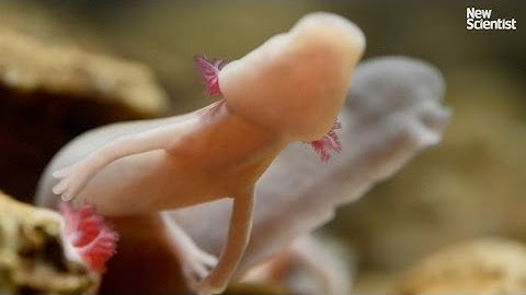 Baby dragons could hold the secret to eternal youth