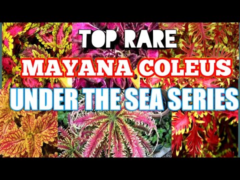 Vídeo: Under The Sea Coleus Plants - Dicas para Cultivar Coleus Under The Sea