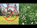 Don't Mow Your Lawn - Turn Your Yard Into a Meadow!