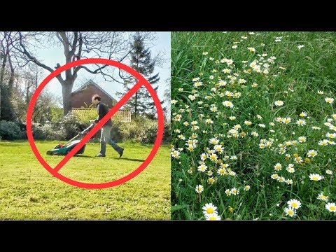 Don&rsquo;t Mow Your Lawn - Turn Your Yard Into a Meadow!