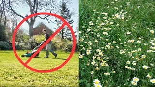 Don't Mow Your Lawn - Turn Your Yard Into a Meadow!