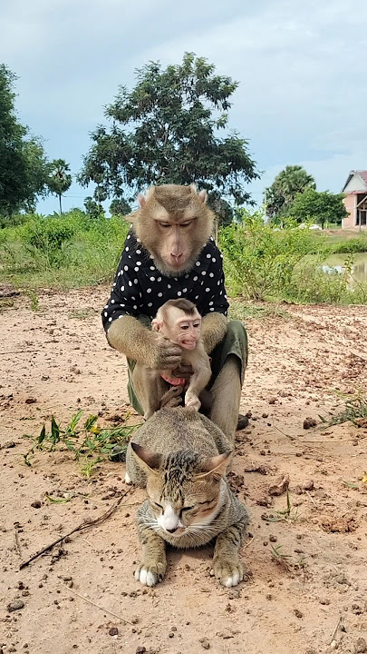 Great Video of SokYaa,ToTo , Phao And Sokhaa are HARMONY And Fun Will MAKE YOU SMILE