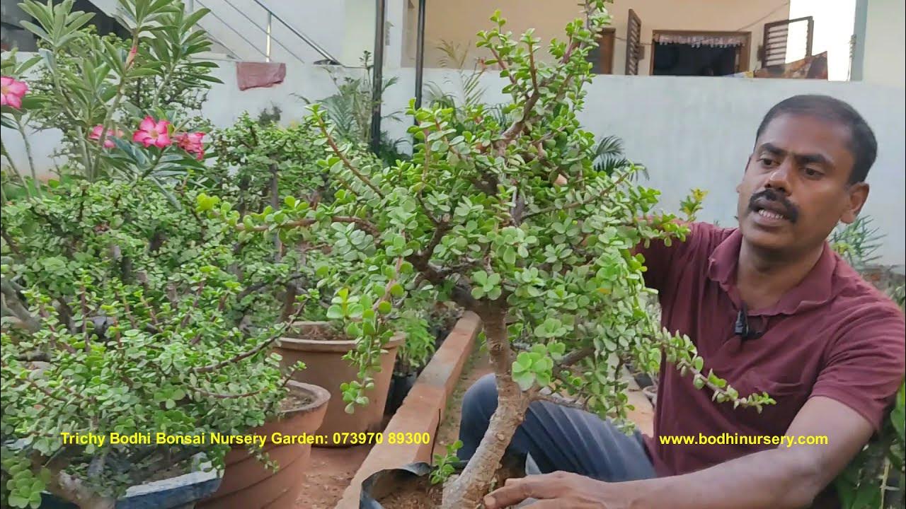 Jade Bonsai Plant in Trichy Chennai Madurai Coimbatore Tamil Nadu Make