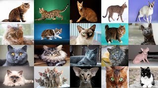 Cat Breeds  69 DIFFERENT TYPES !!