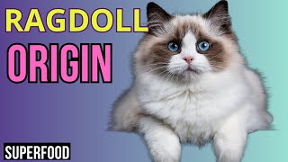 The Enchanting Origins of Ragdolls  How did we get these beautiful cats?