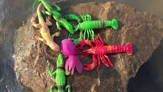 Amazing Animals Catch Lobster Crocodile, Dragon Fish in River  - Animals Toysing