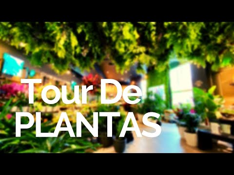 Video: Tiendas De Plantas "Green Fazenda"