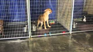 Iowa City Animal Shelter Problems