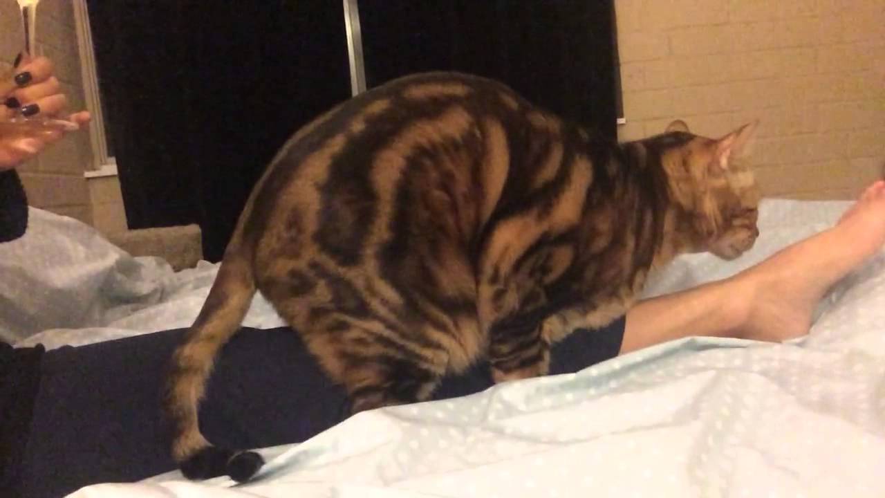 my neutered cat humps me