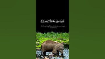 Thumbnail of Fîl Suresi -1~5 Raad Muhammed Al Kurdi