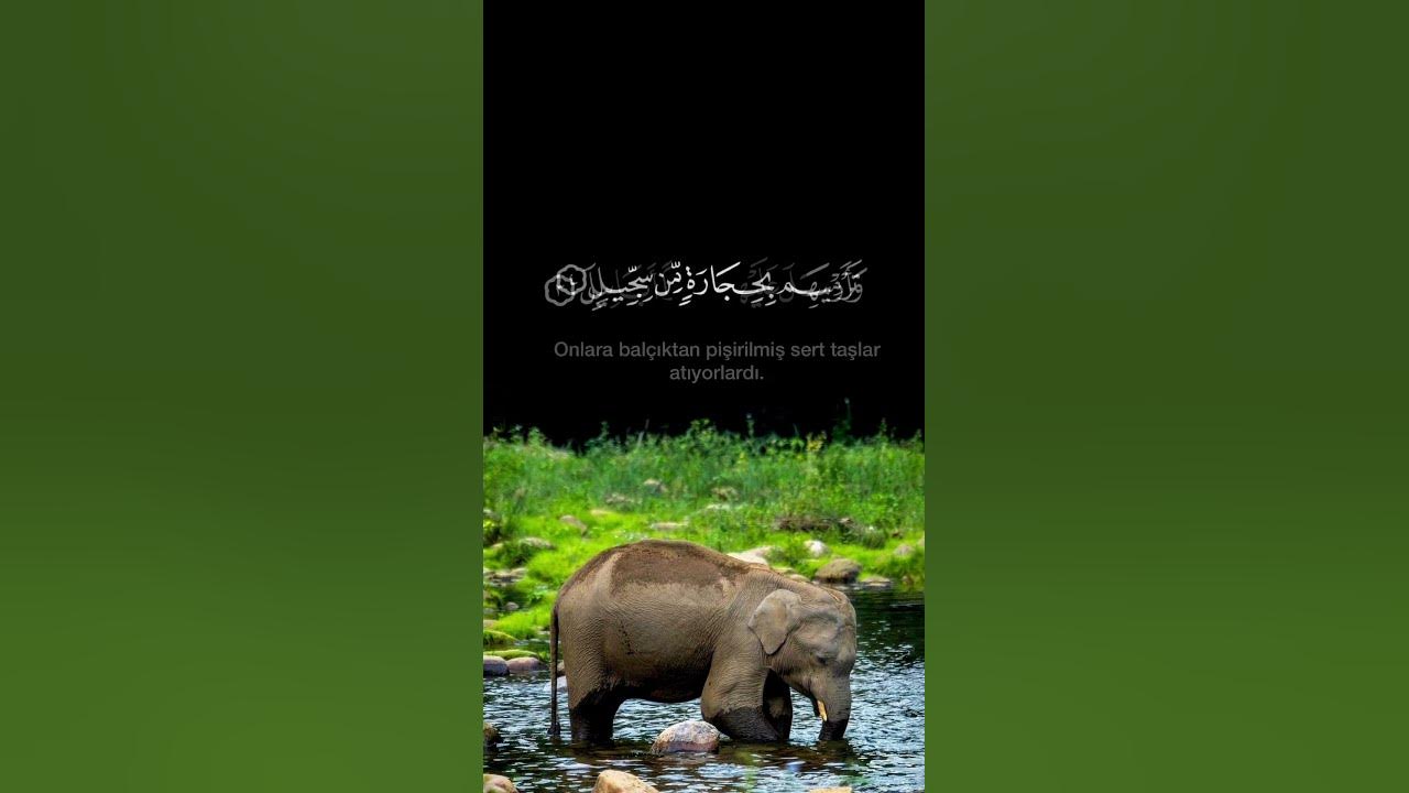 Fîl Suresi -1~5 Raad Muhammed Al Kurdi