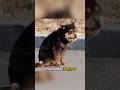 Bu Köpeğin Kafası Neden KOCAMAN 🐶😲