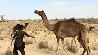 Camel Calf Playing with a Local Boy in the Tharparkar Desert | 4K Cinematic Village Life