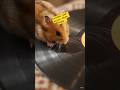 #i love this song#food #funny #comedy #motivationalspeech #inspirationalspeech #duet #cat#kingfish