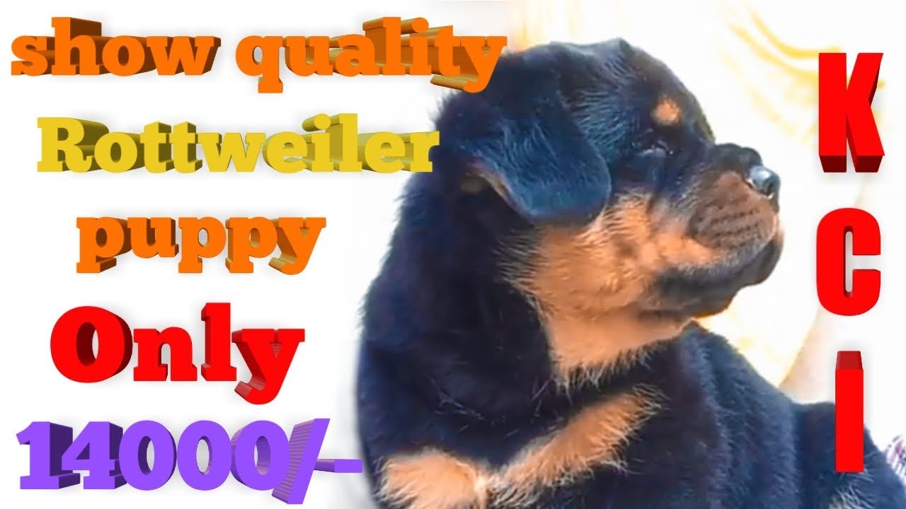 show quality rottweiler puppies for sale