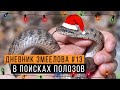 Ловим ПОЛОЗОВ в Жигулевском заповеднике — Дневник змеелова #13 / Змеелов - ученый