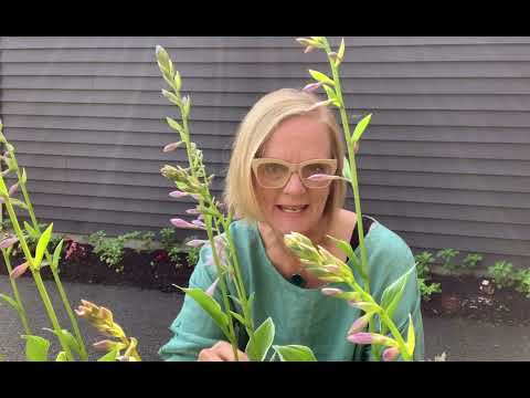Video: Har Hosta-växter blommor - Håller eller klipper Hosta-växtblommor
