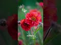 Rădăcină de ghimbir - Geum chiloense Mrs. Bradshaw la docaperene.ro