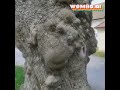 Singing tree