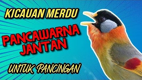 Kicauan Merdu Pancawarna Jantan Gacor Untuk Pancingan | Suara Jernih