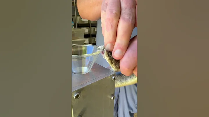 Venom extraction from Mojave rattlesnakes! #venomous #rattlesnake