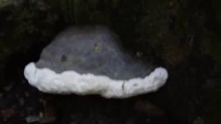 Rézvörös Lakkostapló