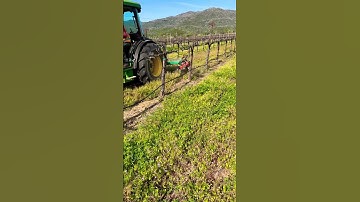 Organic Weeding using the Clemens Radius undervine method #nature #viticulture #mtsthelenavineyards