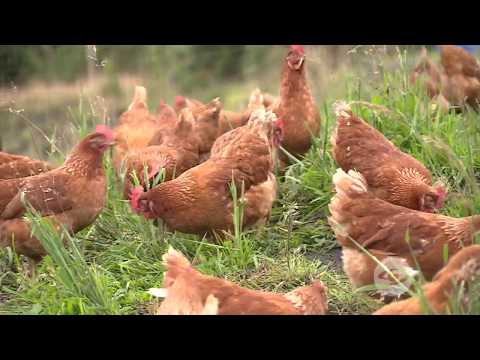 Video: ¿Por qué se administran antibióticos a las gallinas?