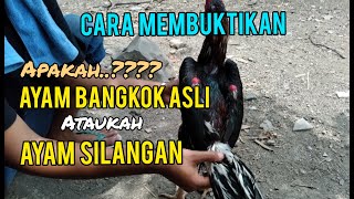 Cara Melihat Perbedaan Ayam Bangkok Import Asli dan Lokal. 