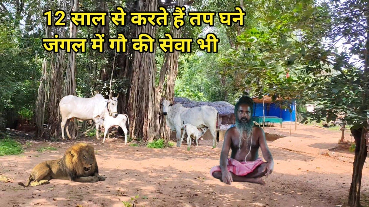 12 साल से बीहड़ घने जंगल में करते हैं तपस्या बनाया बहुत ही सुंदर आश्रम करते हैं गौ सेवा 