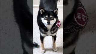 Are you longing for power? #funny #dog #powerful #shibainu