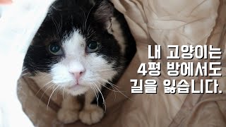 치매 고양이와 산다는 것