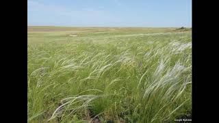 Steppe