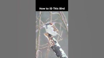 House Sparrow (male) identification example