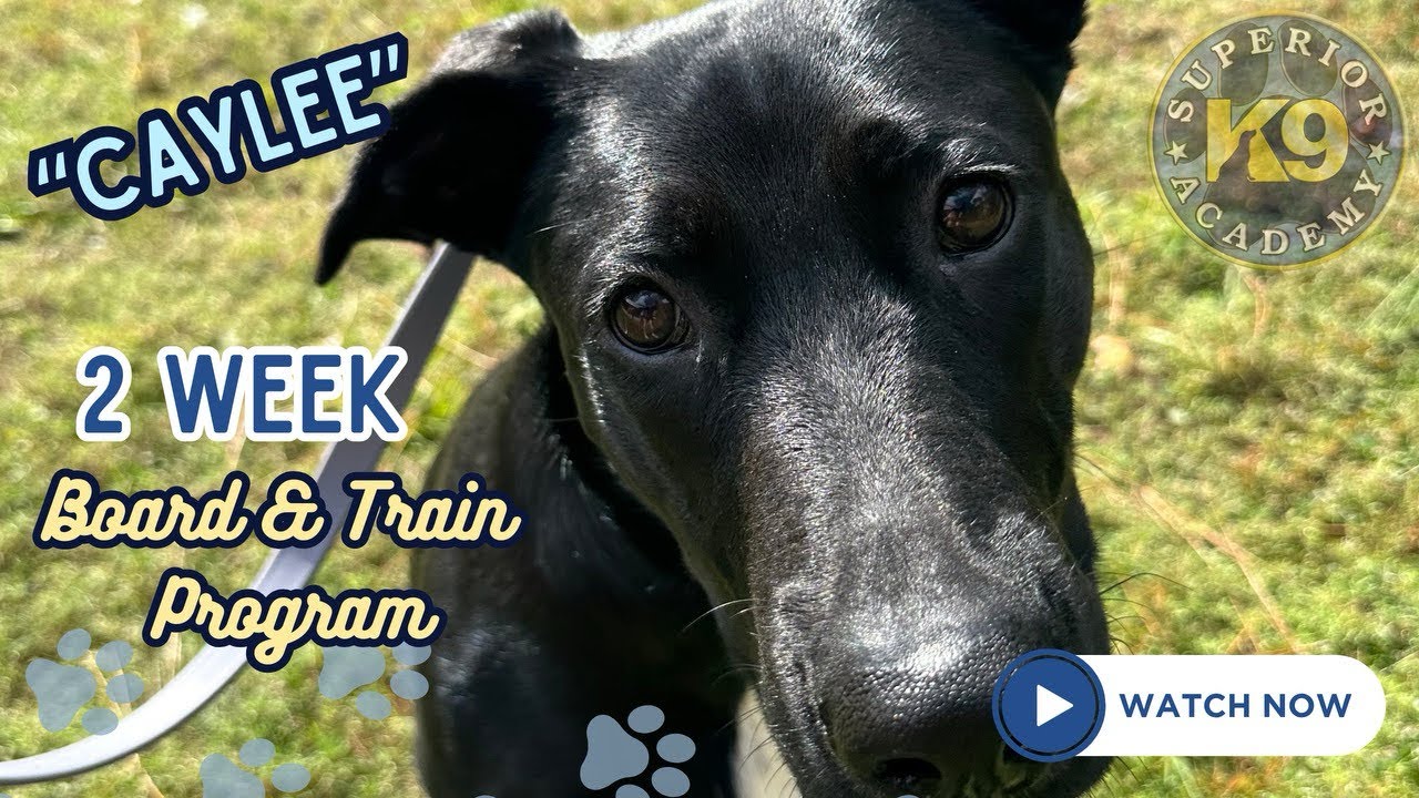 Lab Mix “Caylee” 2 Week Board & Train Program | Powerful Puller ...