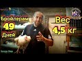 Бройлерам 49 Дней Вес 4,5 кг Содержание в Клетках.