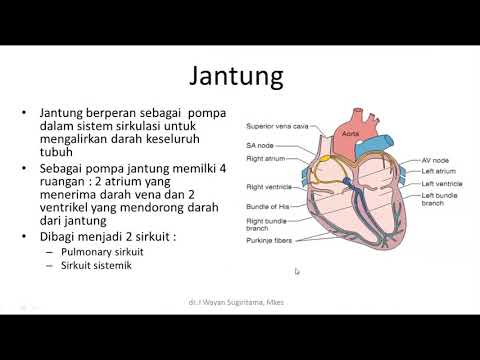 Struktur HIstologi Sistem Kardiovaskuler