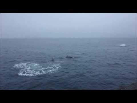 Video: Forskjellen Mellom Orca Og Spekkhogger