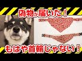 【注意喚起】通販で首輪の偽物が届いた。もはや首輪じゃなかった【柴犬 豆柴】