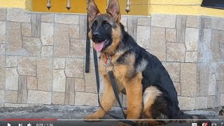 БУЦЕФАЛ. Щенок немецкой овчарки 5 месяцев. BUCEPHALUS. German Shepherd Puppy 5 months.Odessa.