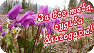 Доброе Утро!🌸 За Все Тебя Судьба Благодарю! 🌸Самый Душевный Видеоролик! 🌸