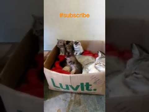 Cute kitten and