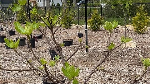 Root Pruning My Inground Fig Trees